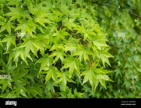 Green Leaves On The Branches Of The Bell Green Japanese Maple Acer