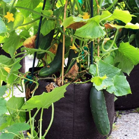 You Can Grow Cucumbers In A Container Garden Here Are The Six Types Of