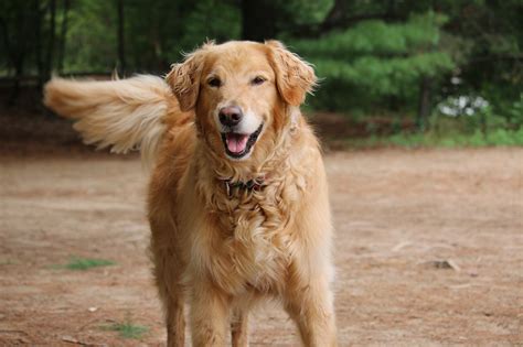 Golden Retrievers With Curly Hair Doggie Training Centre
