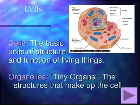 Ppt Cell Structure And Function Powerpoint Presentation Free 002