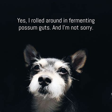 14 Poems From A Dogs Point Of View Dog Poems Dog Quotes Dog Presents