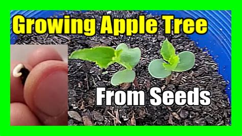 How To Grow Apple Tree From Seed At Home Easy Apple Seed Germination