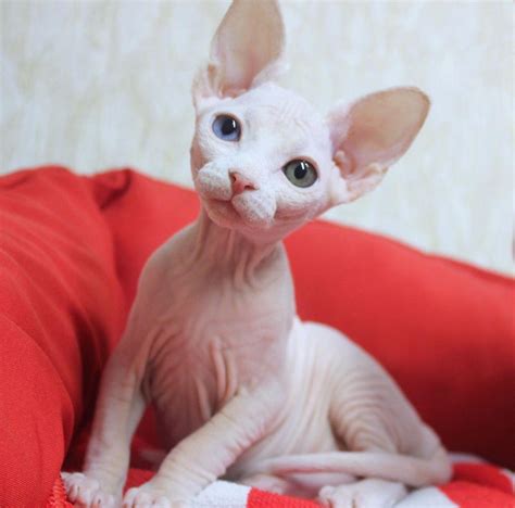 Sphynx Hairless Tica Registered Sphynx Kittens With Parents On Site