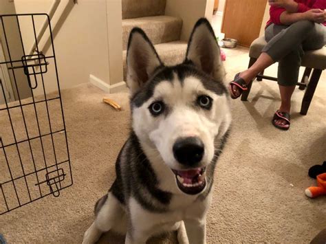 Siberian husky dogs 101 if frozen's elsa had a dog, it would be the siberian husky. Training a Husky Puppy to Relax in Her Kennel: Dog Gone ...