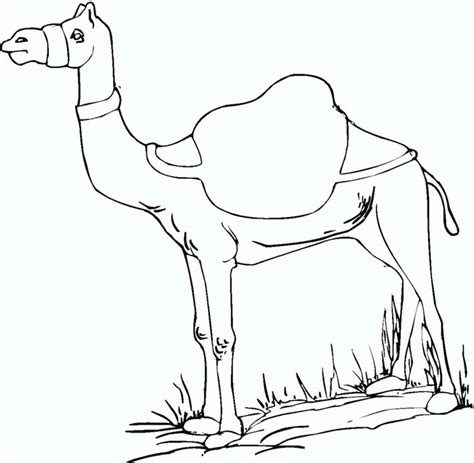 Dibujos De Camellos Imprimir Para Colorear