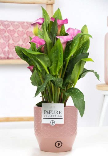 Pink Calla Lily Plant Ceramic Pot Flowers By Flourish