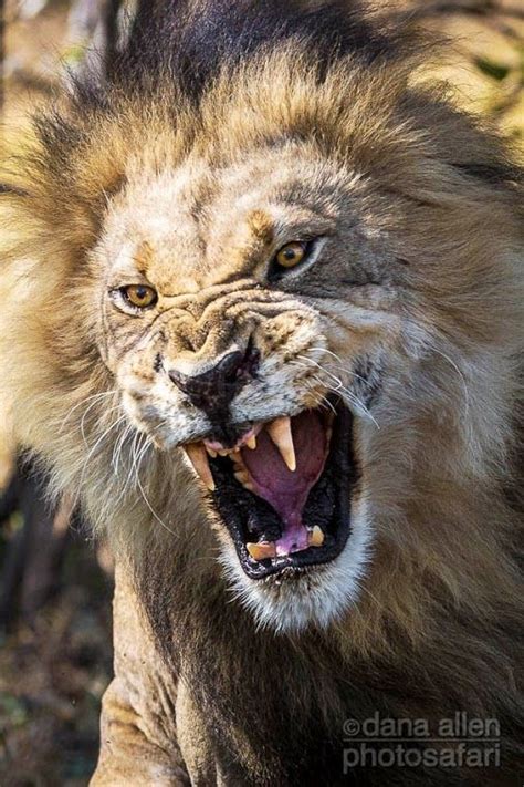 Ferocious Lion Is About To Go Wild Natureismetal