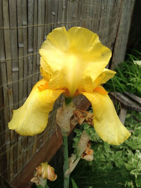 No matter where you live, you can grow these delicious varieties with ease. Yellow Bearded Iris Smells like lemon cake. Mmmm | Bearded ...