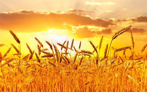 Wheat Field Sunset Hd Wallpaper Background Image 2560x1600 Id