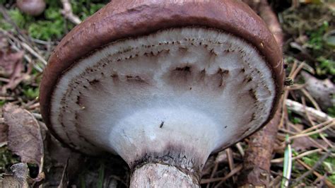 The Fascinating World Of Fungi A Comprehensive Guide To Outdoor