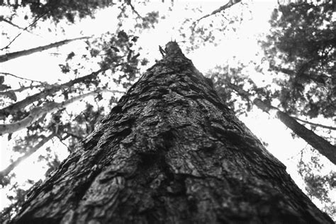무료 이미지 나무 숲 분기 검정색과 흰색 트렁크 단색화 가문비 흑백 사진 우디 식물 5184x3456