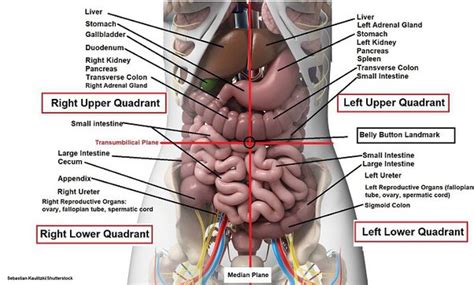 What Are Some Characteristics Of The Organs Under The Left Side Of The