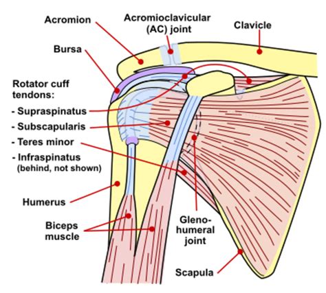 Rotator Cuff Muscles Diagram