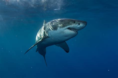 Shannon Lawrence Longest Living Great White Shark In Captivity