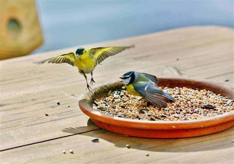 A Detailed Review Of The 7 Best Wild Bird Foods For Your Yard Nhest