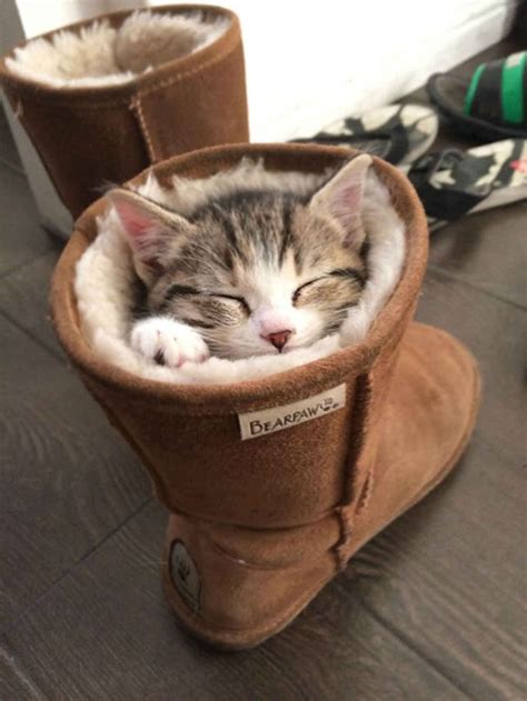 26 Photos That Prove Cats Are The Masters Of Sleeping Cute Animals