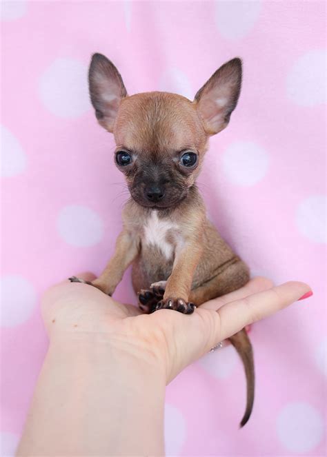 If you are looking to adopt or buy a chihuahua take a look here! Teacup Chihuahua Puppies Available in South Florida ...