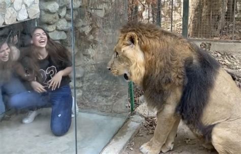 Lion Encounter Video From Lebanon Zoo Goes Viral For Alleged Animal