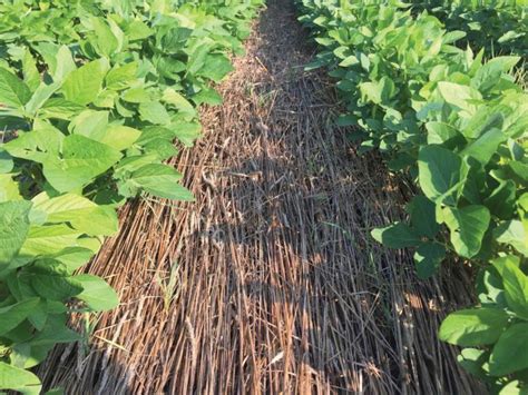 When Cover Crops Are Used To Speed And Ease The Transition To No Till