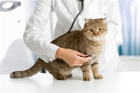 Everything You Need To Know About Neutering Cats Aloropivet