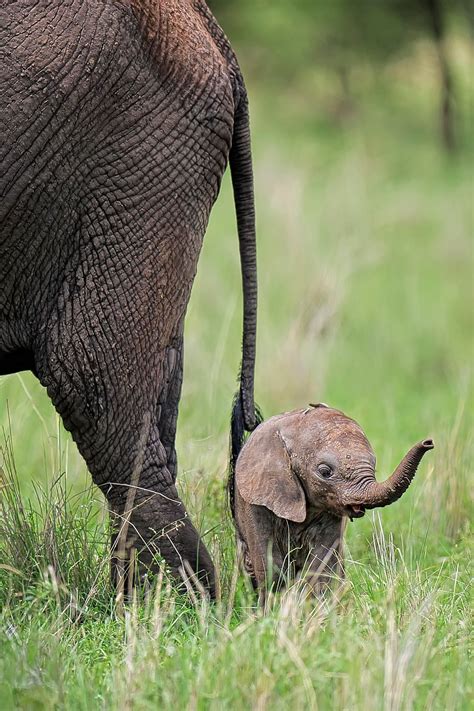 African Baby Elephant Images Peepsburghcom