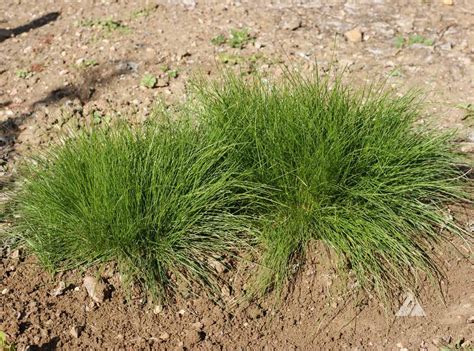 Hard Fescue Festuca Trachyphylla Applewood Seed Company