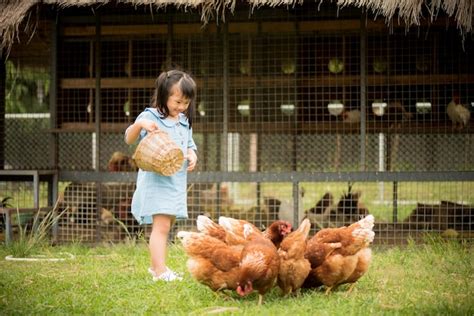 Girl Feeding To Hens In The Farm Free Photo