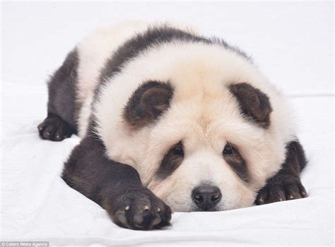 Panda Chow Chow Highly Distinctive The Three Pups Tudou Yumi And