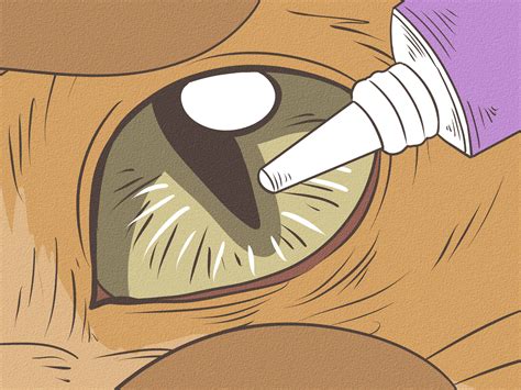 how to treat cat eye infection 9 steps with pictures wikihow