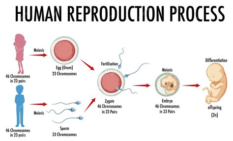 Human Reproduction Stages