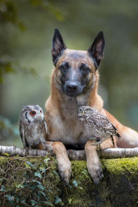 This Dog Is Best Friends With Owls Unusual Animal Friends Unlikely