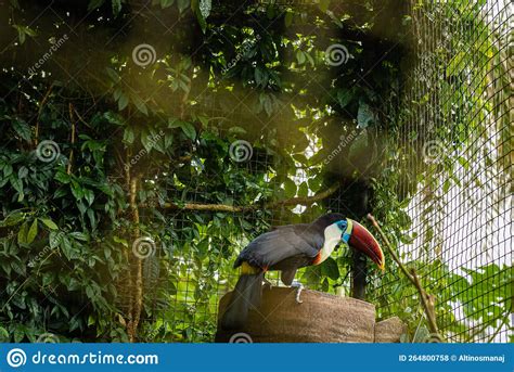 Toucan Bird Inside Zoo Enclosure Endangered Tropical Bird Colorful Beak