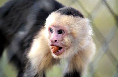 Capuchin Monkey Always Learning