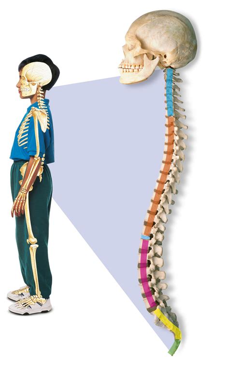 The vertebral column is the defining characteristic of a vertebrate in which the notochord (a flexible rod of uniform composition) found in all chordates has been replaced by a segmented series of bone: Human Backbone Anatomy - Human Anatomy