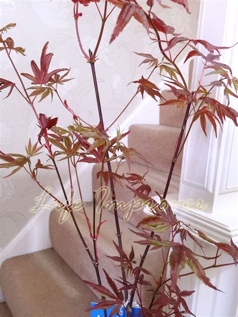 Japanese Maple Acer Palmatum House Tree Indoor Outdoor Plant Garden In