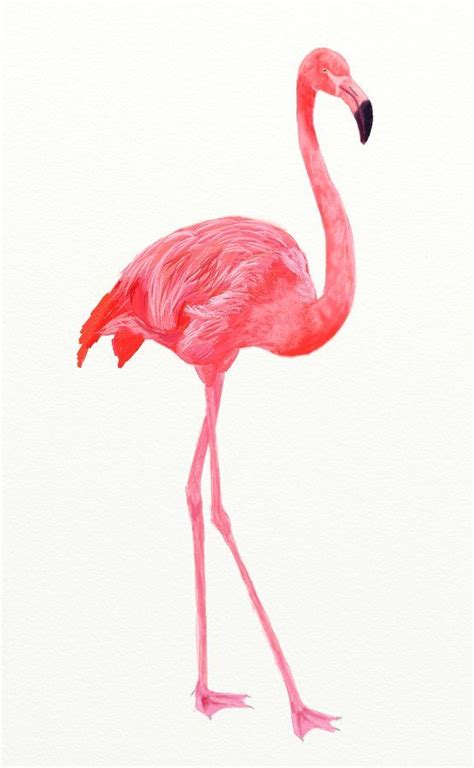 Flamingo Bird Drawing Flamingo Painting How To Draw Flamingo Bird