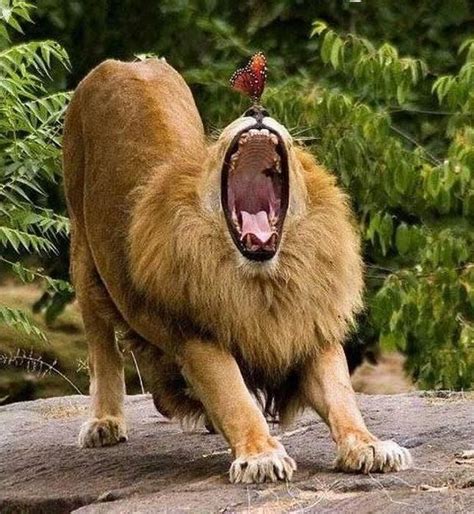 Epic Yawn Funny Animal Pictures Funny Animals Funniest Animals