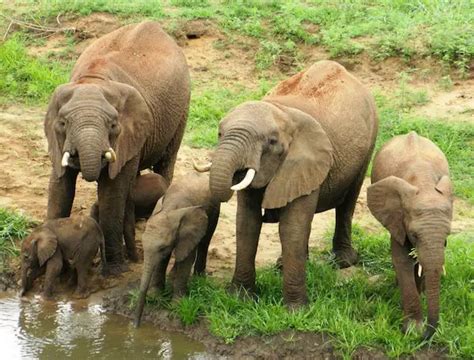 Mommy Elephant Stuns Everyone When She Explores Reserve With Rare Twins Relay Hero