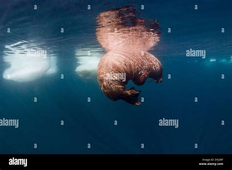 Canada Nunavut Territory Underwater View Of Walrus Odobenus Rosmarus