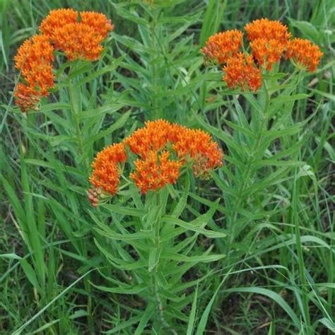 5 Butterfly Weed Plant Bare Root Asclepias Tuberosa Milkweed Etsy