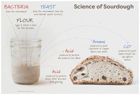 Sourdough Bread Benefits Recipe Uses And More