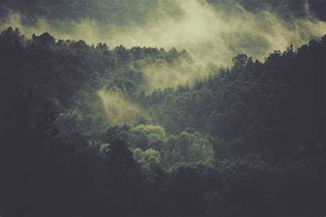 Hd Wallpaper Aerial Photography Of Foggy Mountain Trees On Forest
