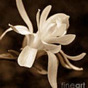 Star Magnolia Flower Sepia Photograph By Jennie Marie Schell Fine Art