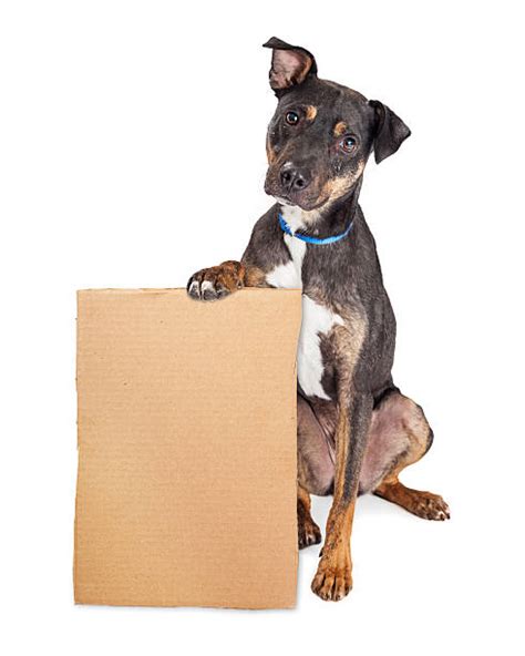 Dog Holding Sign Stock Photos Pictures And Royalty Free Images Istock