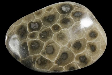 26 Polished Petoskey Stone Fossil Coral Michigan 156066 For