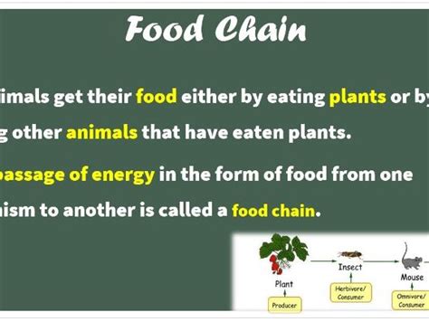 Food Chain And Food Web Ppt Teaching Resources