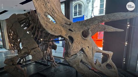 Worlds Largest Triceratops Skeleton Sells For 77 Million In Auction