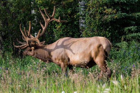 Big Male Elk At Banff National Park Alberta Canada Stock Image