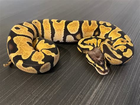 Pastel Scaleless Head Ball Python By Southwest Reptiles Llc Morphmarket