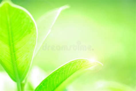 Fresh Green Leaf On Green Nature Blurred Background Stock Image Image